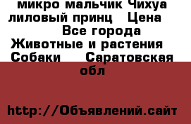 микро мальчик Чихуа лиловый принц › Цена ­ 90 - Все города Животные и растения » Собаки   . Саратовская обл.
